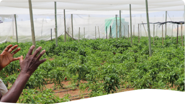 Agriculture, Irrigation and Gender 