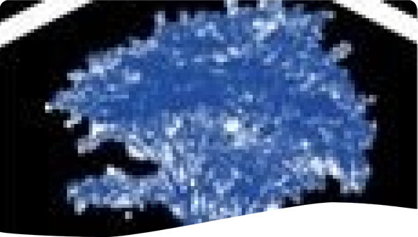 Gcdlima 
