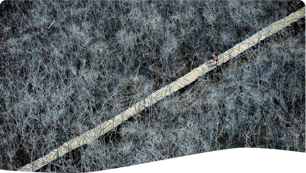 Degraded mangroves Avellanas Costa Rica