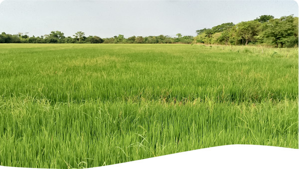 La esperanza de producción,siembra 
