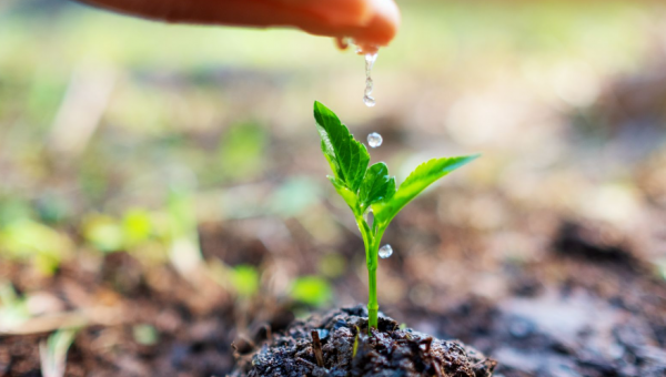 Wubneshe Dessalegn Biru